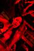 DSCF8088.jpg